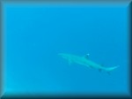 White tip Reef Shark (Triaenodon obesus) cruising down in the drop off