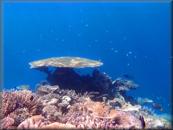 Reef banyan new arrivals