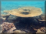 a plate coral typical of Banyan tree