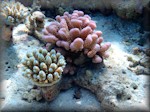 coral regrowth is very much in evidence amongst coral rubble created by storm damage