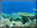 a Scribbled leatherjacket filefish (Aluterus scriptus) among a variety of corals