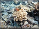 Forster's hawkfish perched on coral waiting to leap out at prey