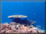 a prominent plate coral amongst several other, mainly hard, corals