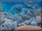 Moorish idol foraging amongst a beautiful range of corals