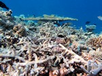 coral regeneration from storm damge is very evident