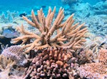 Staghorn coral