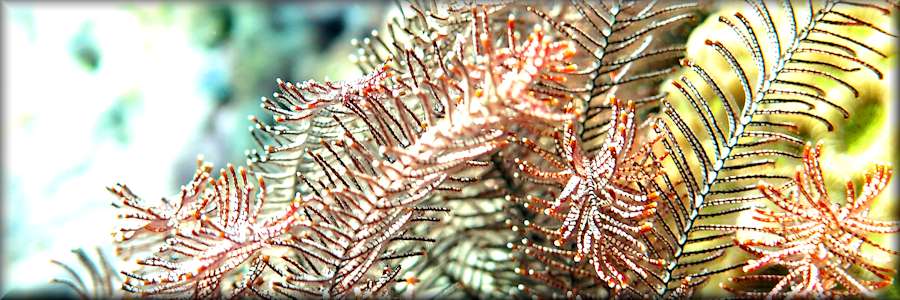 Feather star