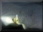 Black-pitted snake eel with its head-only, above the sand