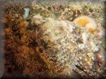 Smallscale scorpionfish - extremely well camourflaged - facing towards the left