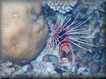 White-lined lionfish (Pterois antennata)