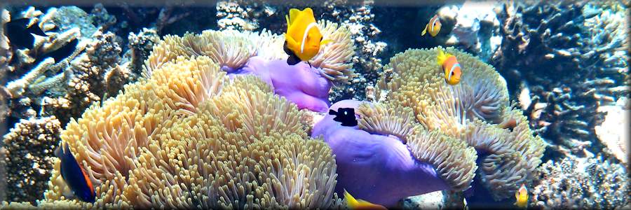 black-foot anemonefish