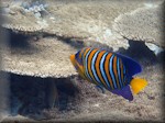 a regal angelfish