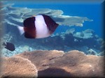 Black pyramid butterflyfish