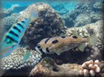 Blotched porcupinefish with a 6-Bar wrasse