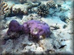 blue-finger lobed sponge