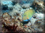 Lined surgeonfish