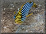 Oriental sweetlips with cleaner wrasse