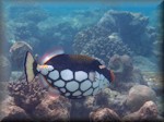 clown triggerfish