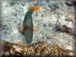 a Striped triggerfish