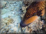 the head of a Titan triggerfish