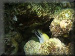 Yellowhead moray eel (Gymnothorax rueppellii)