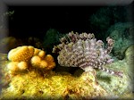 Palm-frond or Regal feather star (Stephanometra sp)