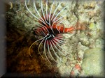 Whiteline lionfish (Pterois radiata) grows up to 20cm