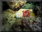 Red hermit crab (Dardanus megistos)