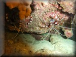 pair of Banded boxer shrimps (Stenopus hispidus)