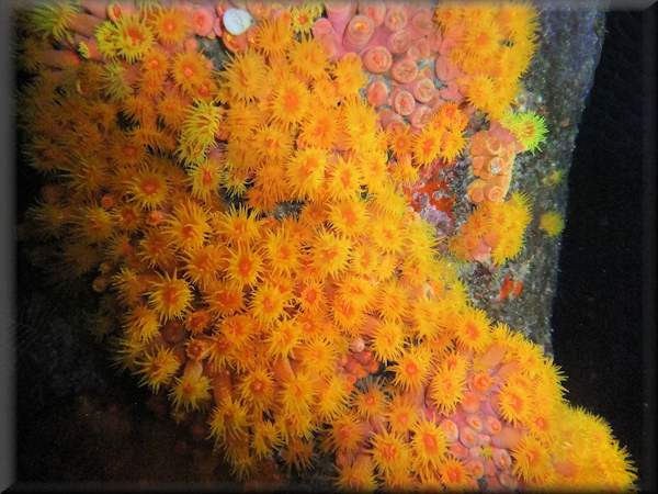 Faulkner's corals at night