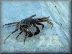 crab on the lagoon wall