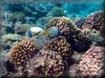 various corals with Emperor angelfish (Pomacanthus imperator)