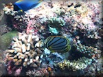 quite a few corals and a Meyer's butterflyfish