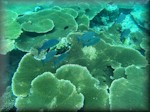 plate coral formation