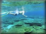 plateau of table corals