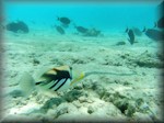 inner lagoon showing a few fish with a disappointing backdrop