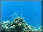 blue chromis (Chromis viridis) around outcrop