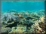 critically endangered hawksbill sea turtle (Eretmochelys imbricata cruising through coral