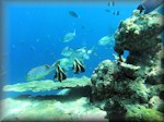 various fish over a corals outcrop