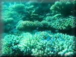 a coral valley with blue-green chromis