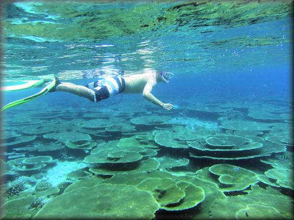 Soft corals, hard corals and feather stars