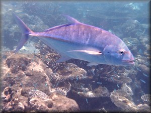 Blue-fin jack at Ellhaidoo