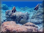 picture of pair of Phantom bannerfish