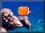 picture of a Brown butterflyfish at a coral outcrop