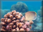 Spotted butterflyfish browsing coral