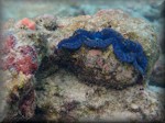 large giant clam