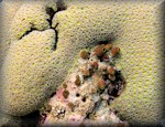 Secret coral with soft didemnums below