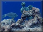 picture of a Scribbled leatherjacket filefish over the drop-off