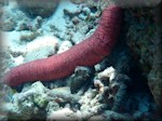 Edible sea cucumber