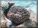 Pin-cushion sea star